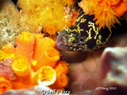 Chained Moray on the lookout! by Jeff Perry 